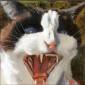 'The big yawn', 2018. Oil on canvas, 15 x 15cm. Private collection.